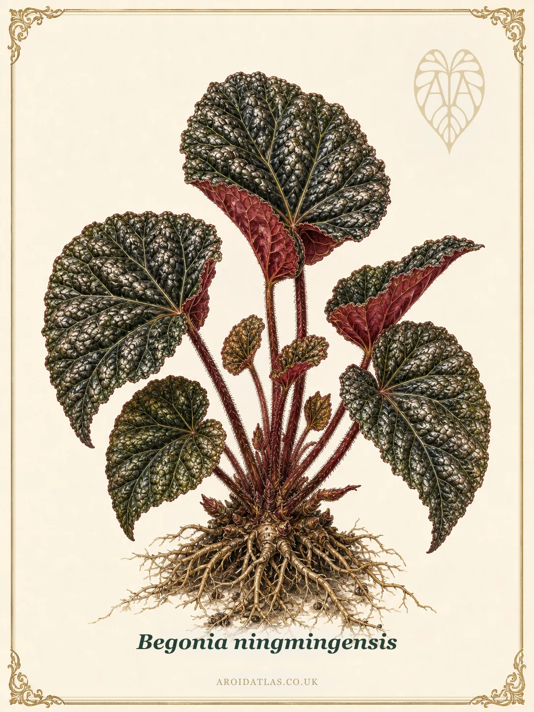 Begonia ningmingensis