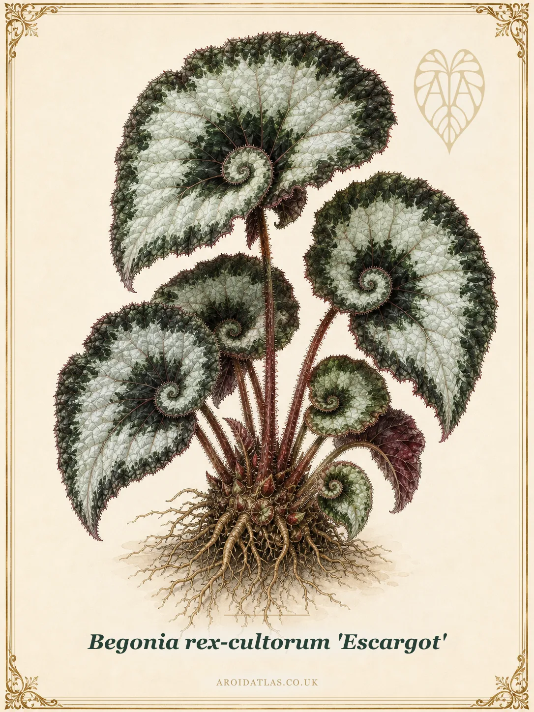Begonia rex-cultorum 'Escargot'