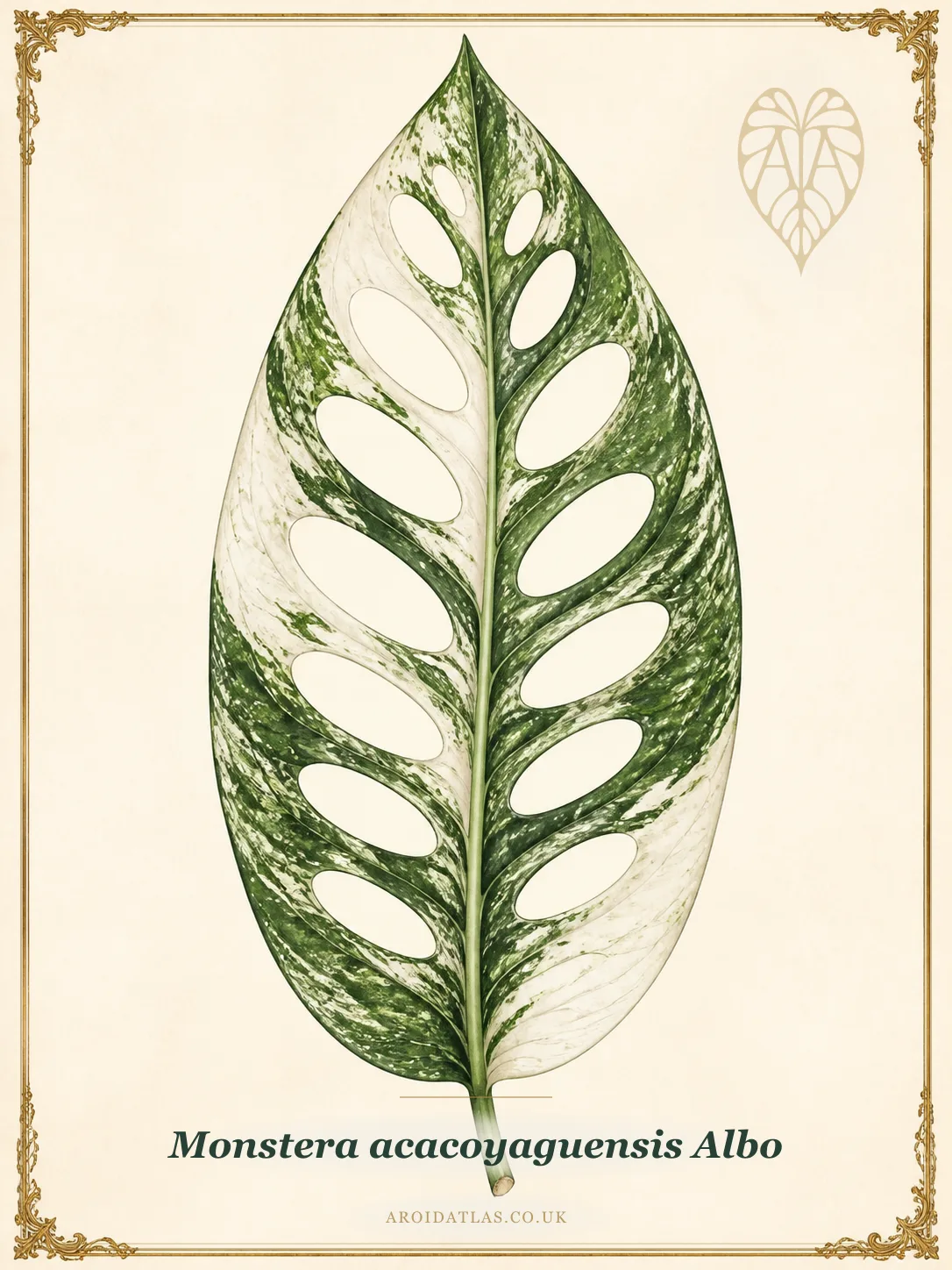 Albo Acacoyaguensis Monstera