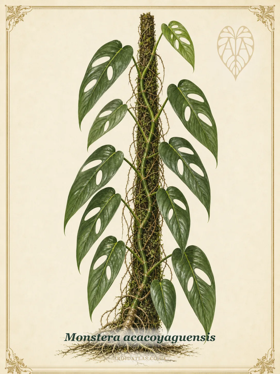 Acacoyaguensis Monstera