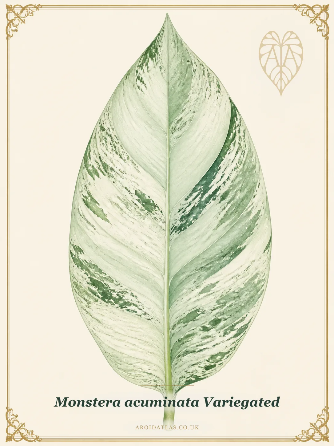 Botanical leaf study of Monstera acuminata Variegated