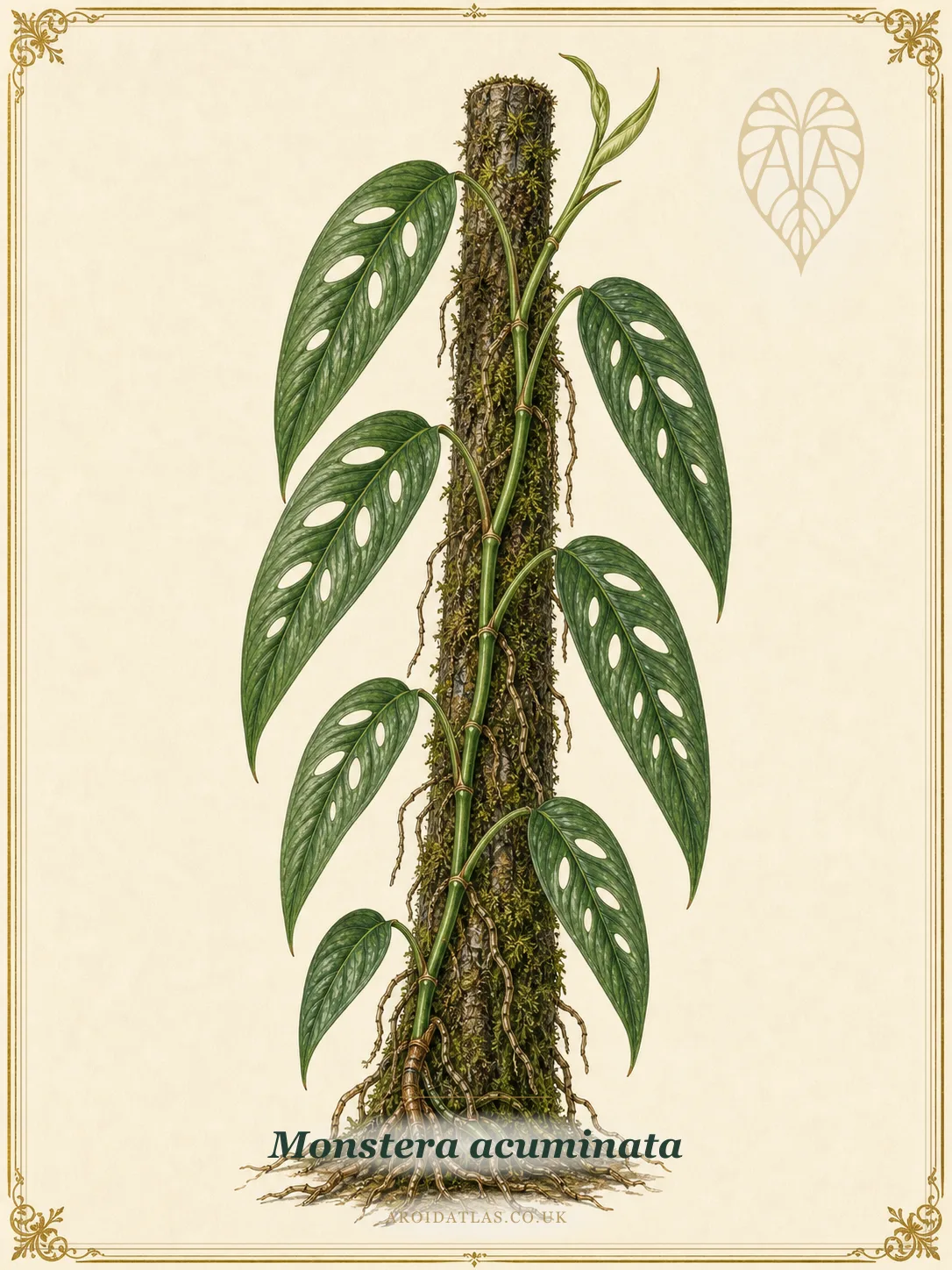 Monstera acuminata