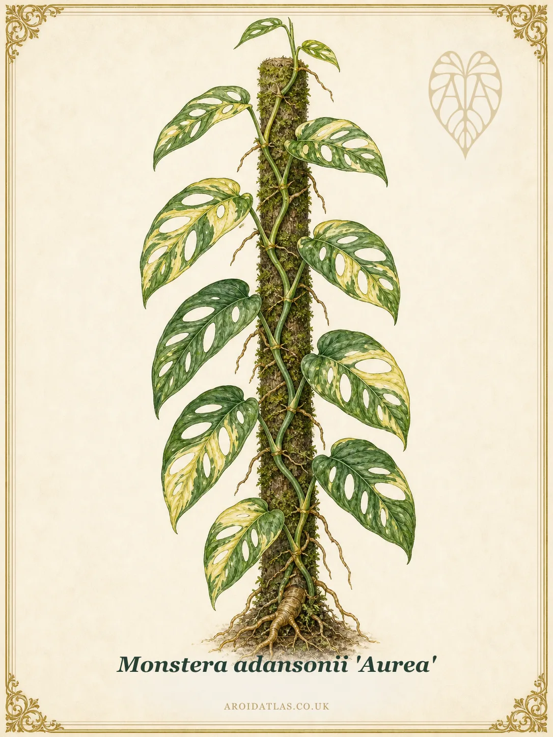 Golden Swiss Cheese Vine