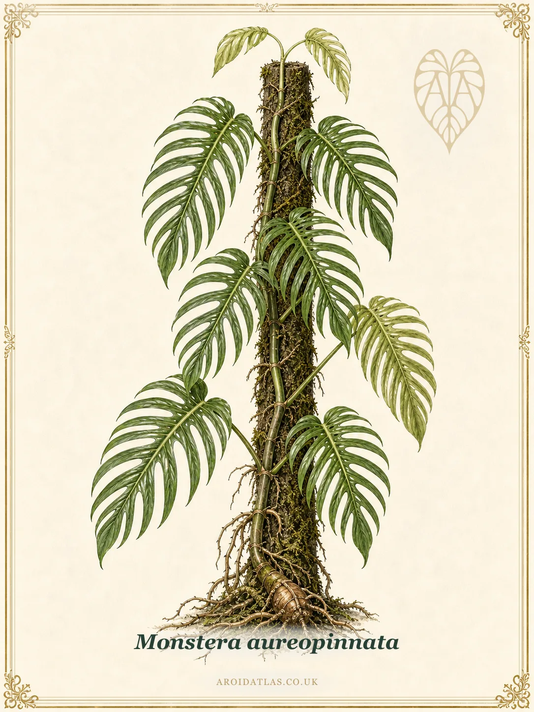 Monstera Aureopinnata