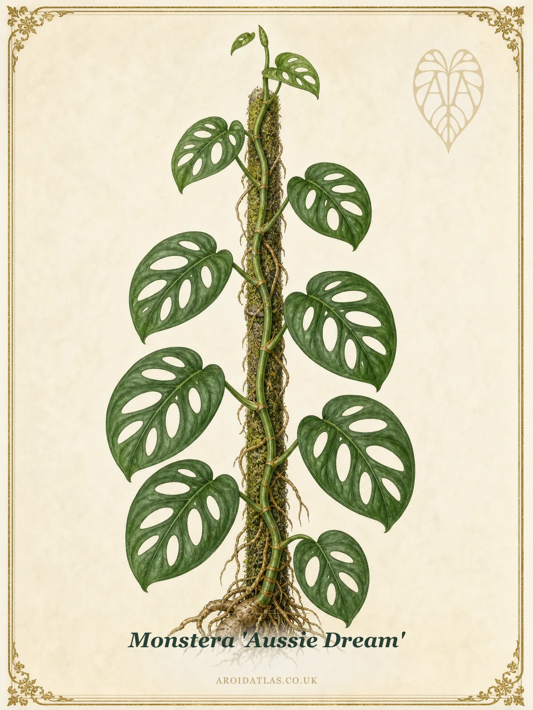 Aussie Dream Monstera