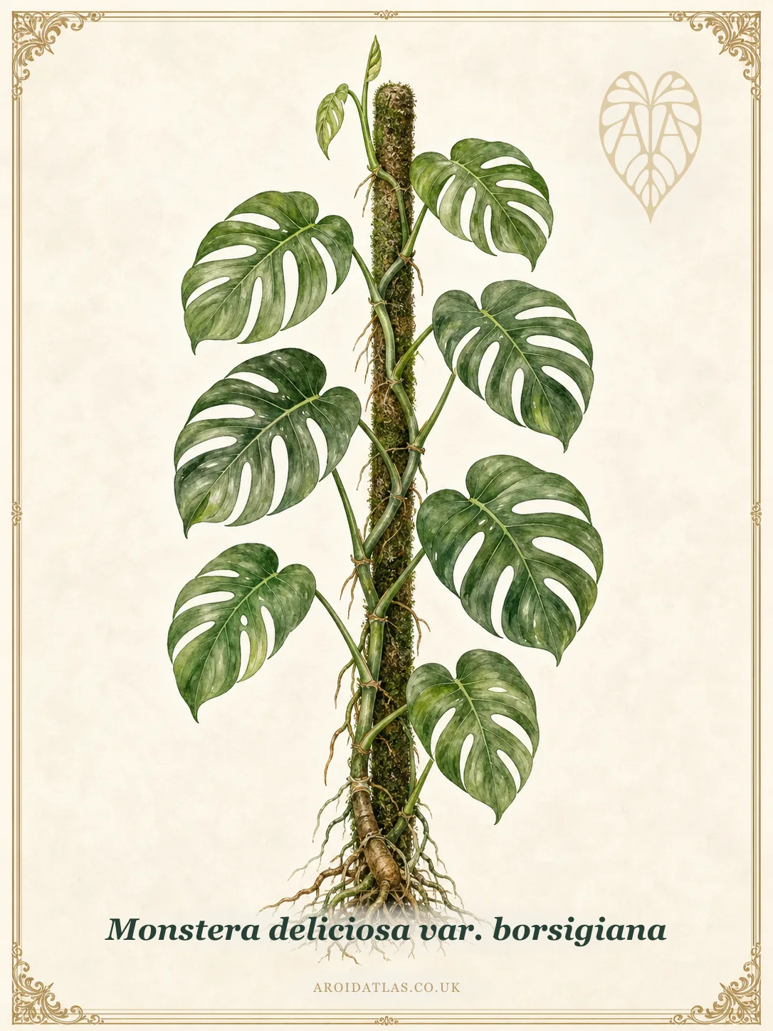 Borsigiana Monstera
