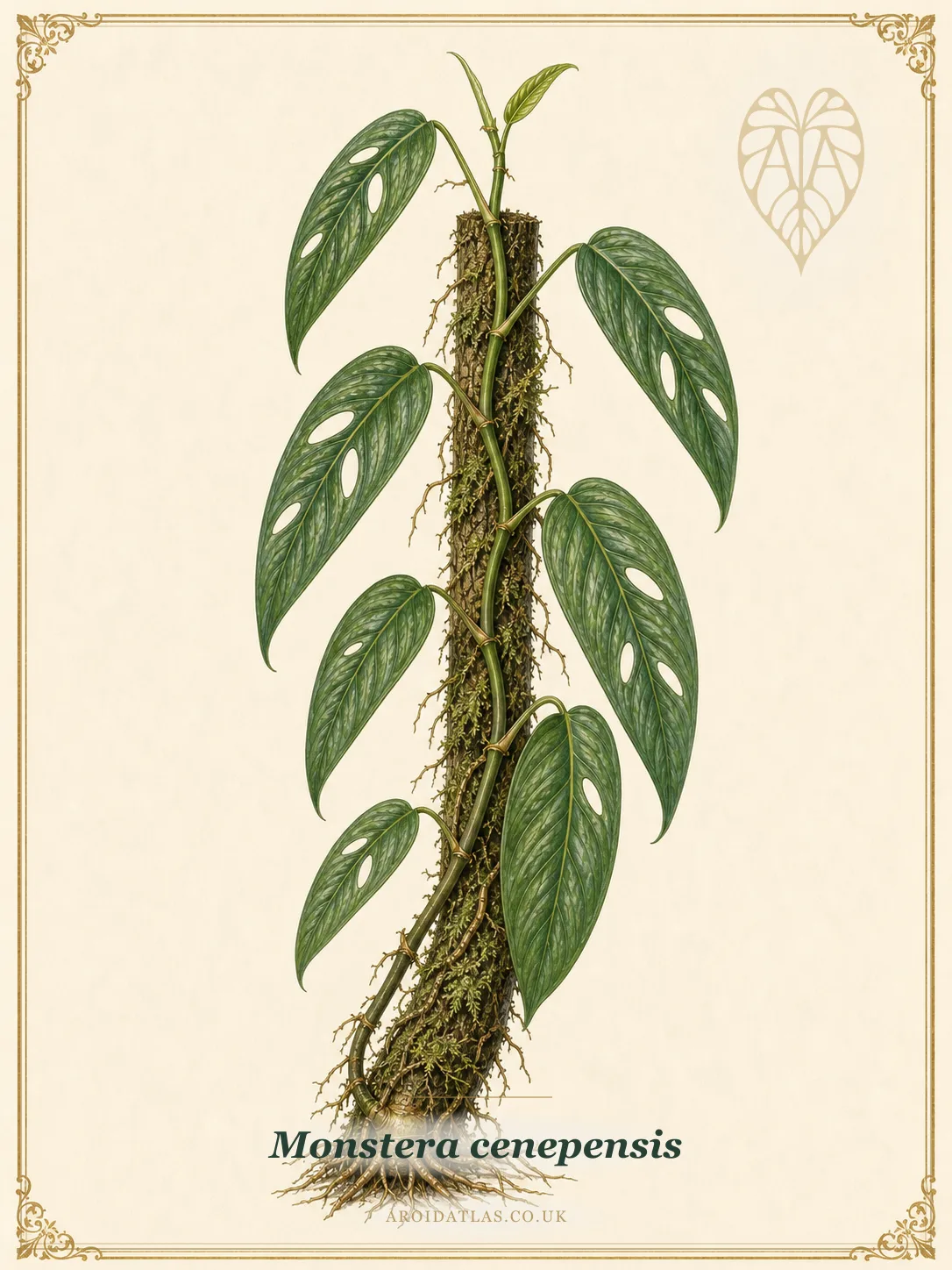 Cenepensis Monstera