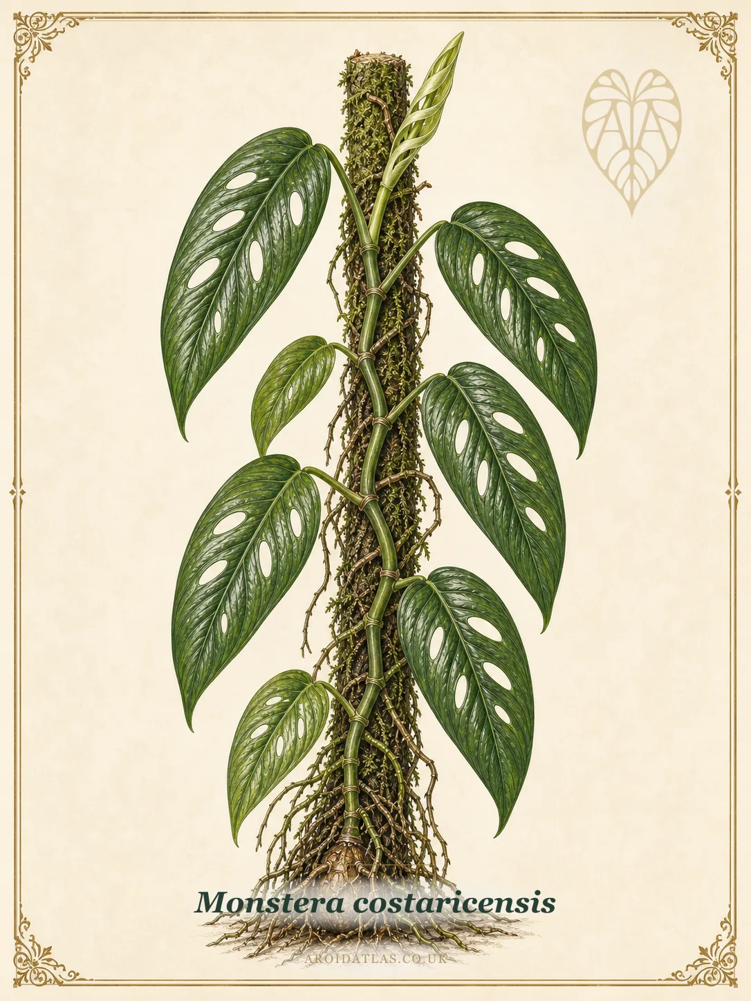 Monstera costaricensis