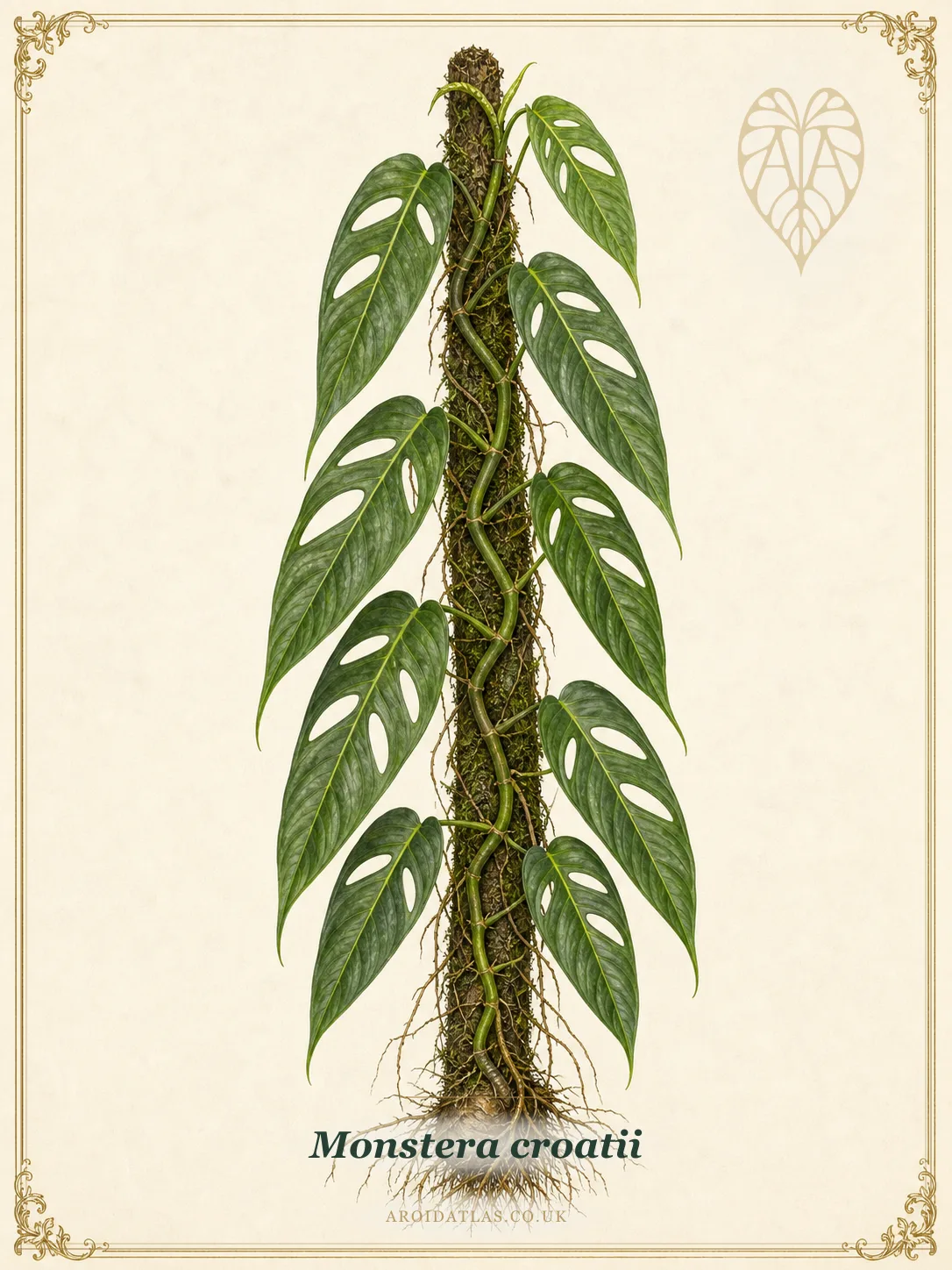 Monstera croatii