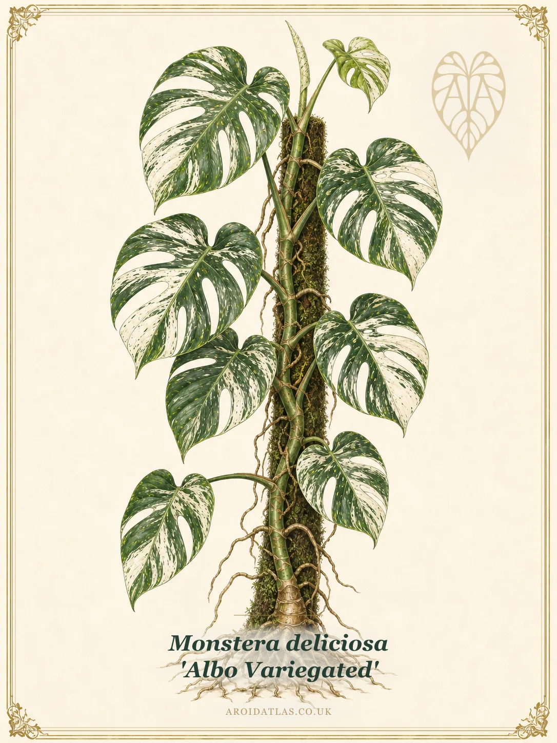 Albo Variegated Monstera