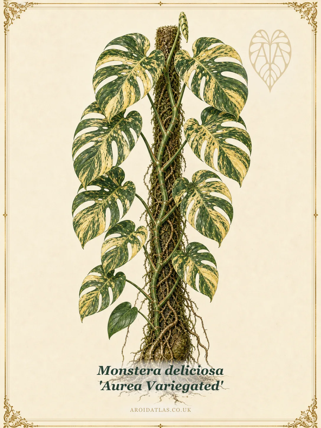 Aurea Variegated Monstera