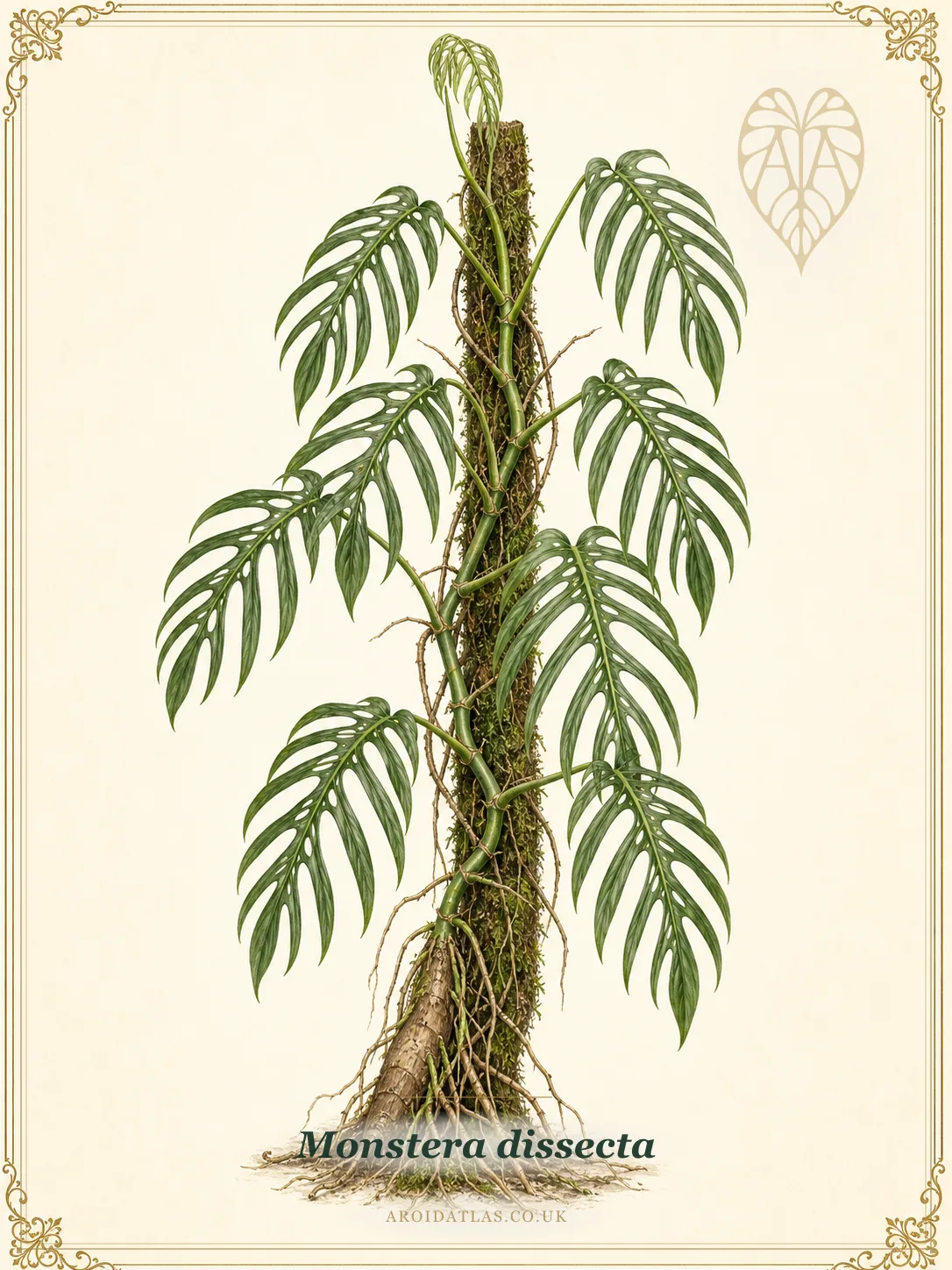 Dissected Monstera