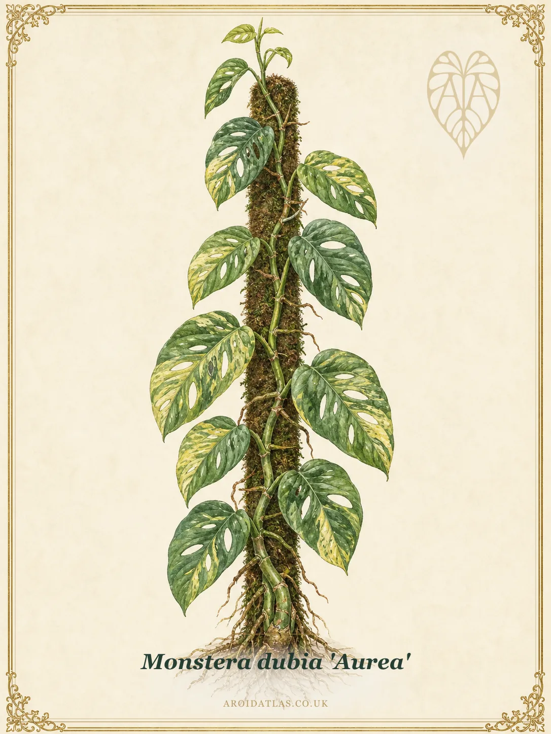Golden Shingle Plant