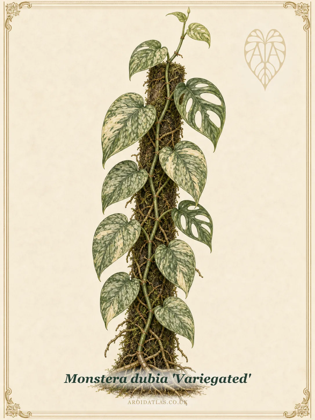 Variegated Dubia Monstera
