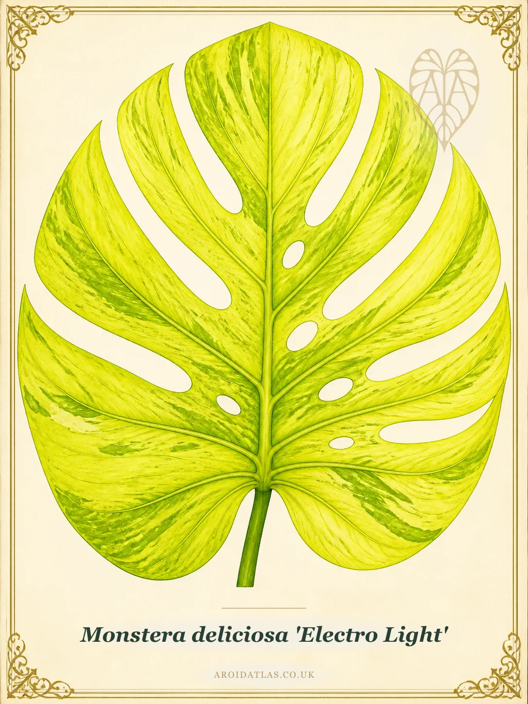 Electro Light Monstera