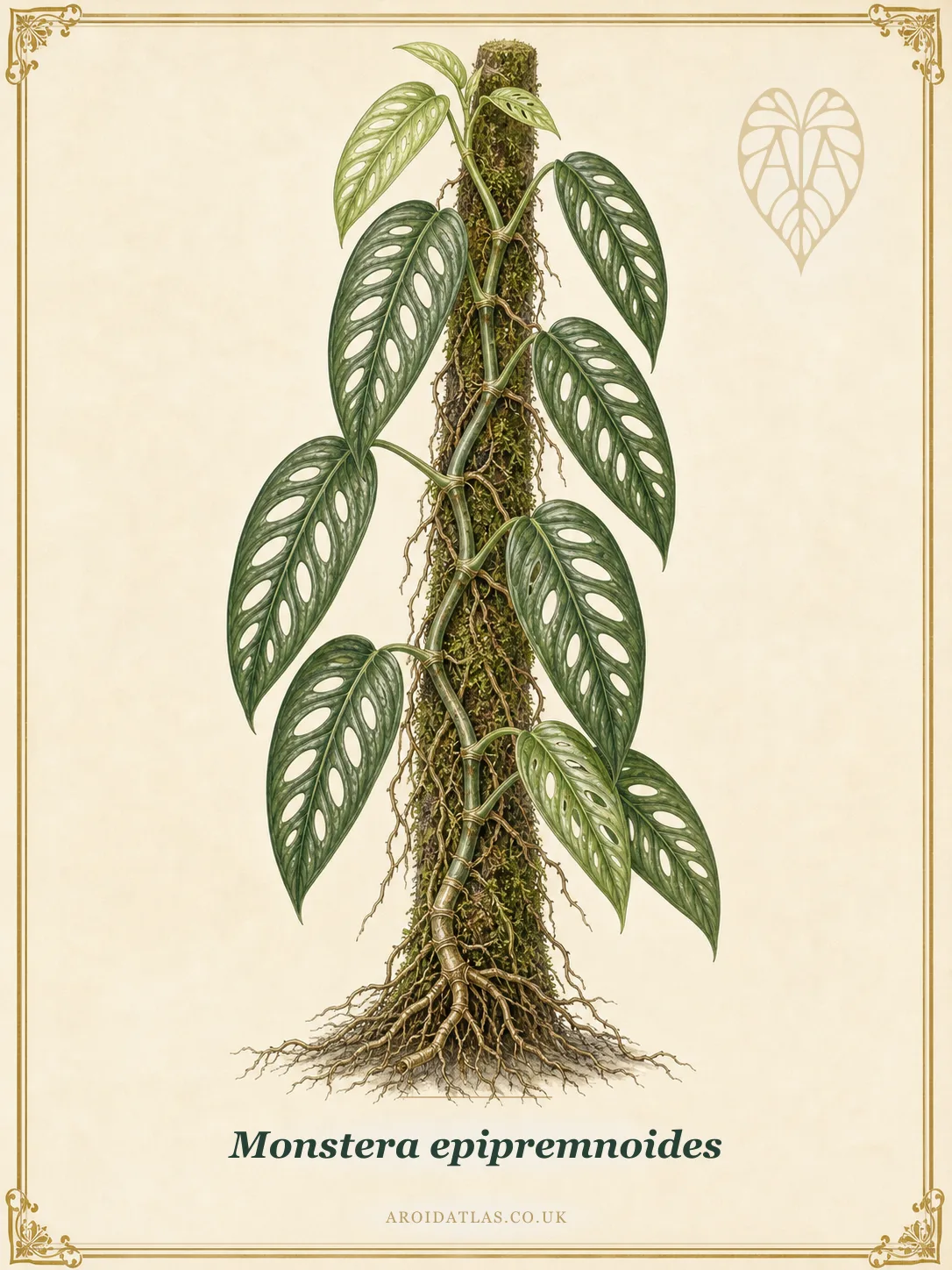 Monstera epipremnoides