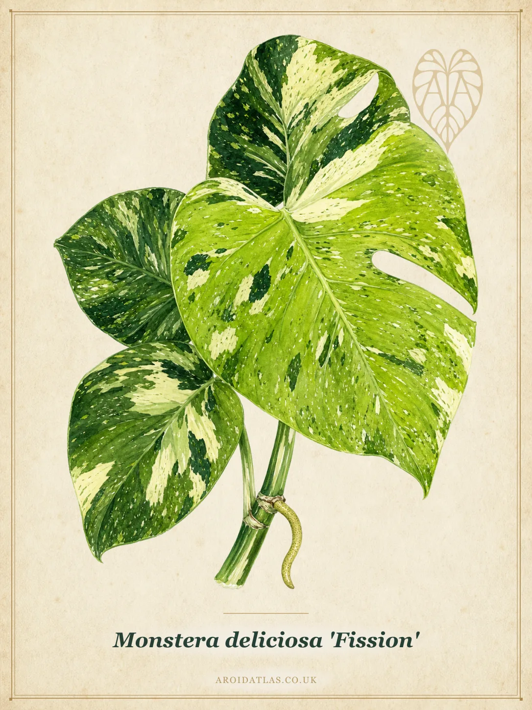 Fission Monstera