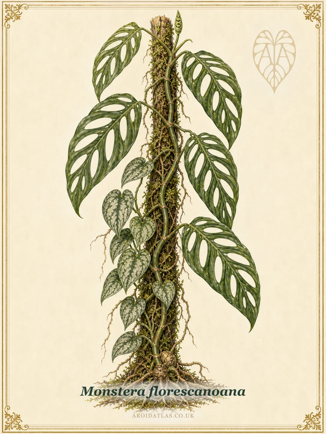 Florescanoana Monstera