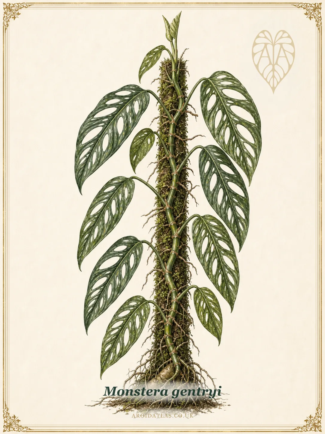 Monstera gentryi