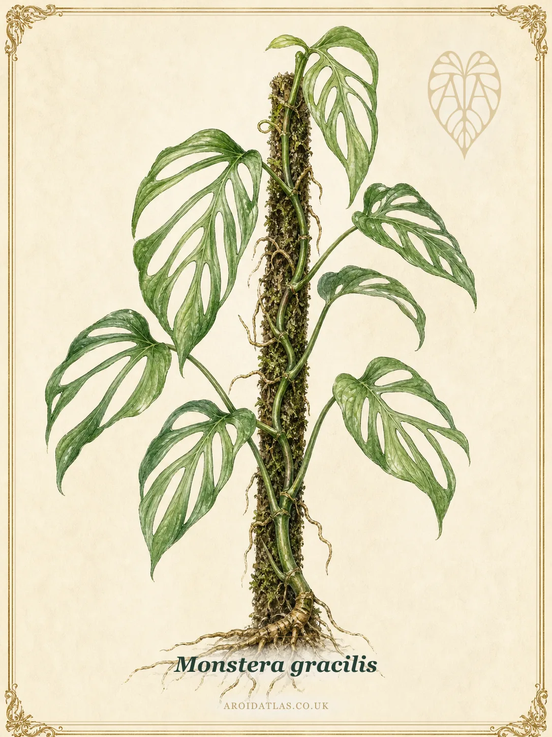 Slender Monstera