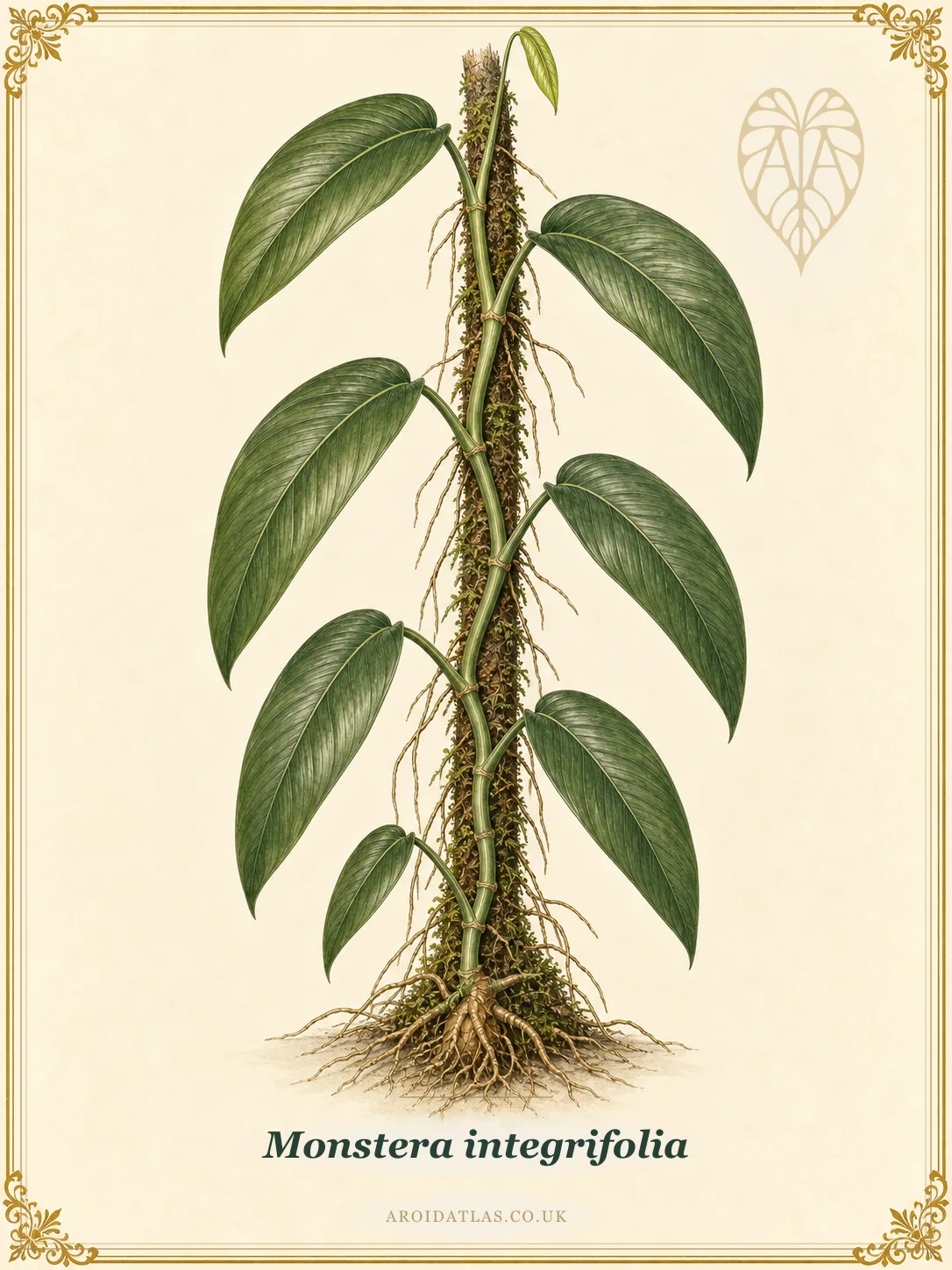 Monstera integrifolia