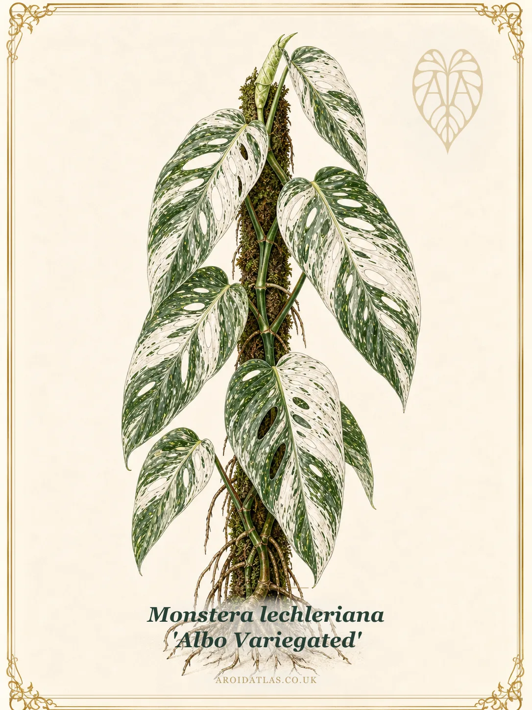 Albo Variegated Lechleriana