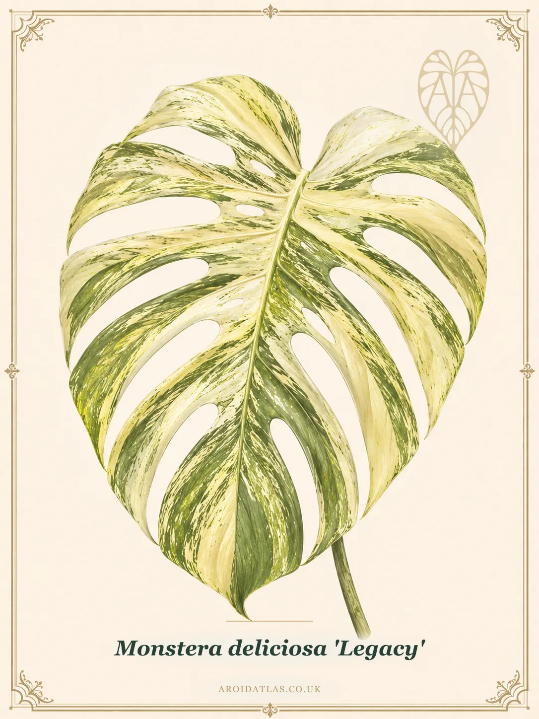 Legacy Monstera