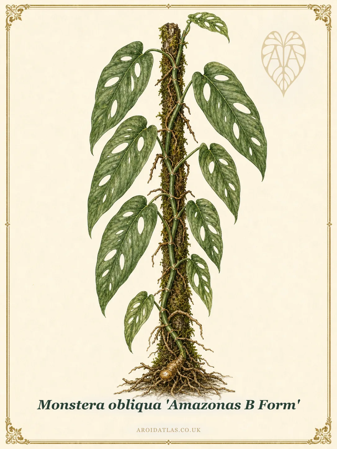 Botanical leaf study of Monstera obliqua 'Amazonas B Form'