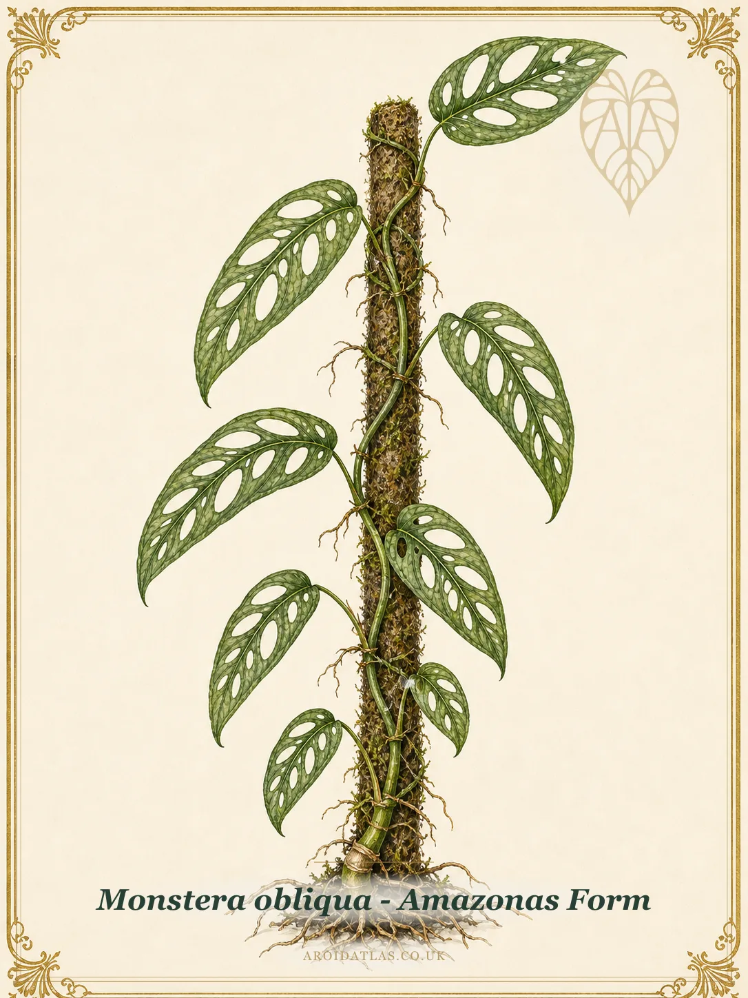 Monstera Obliqua Amazonas Form