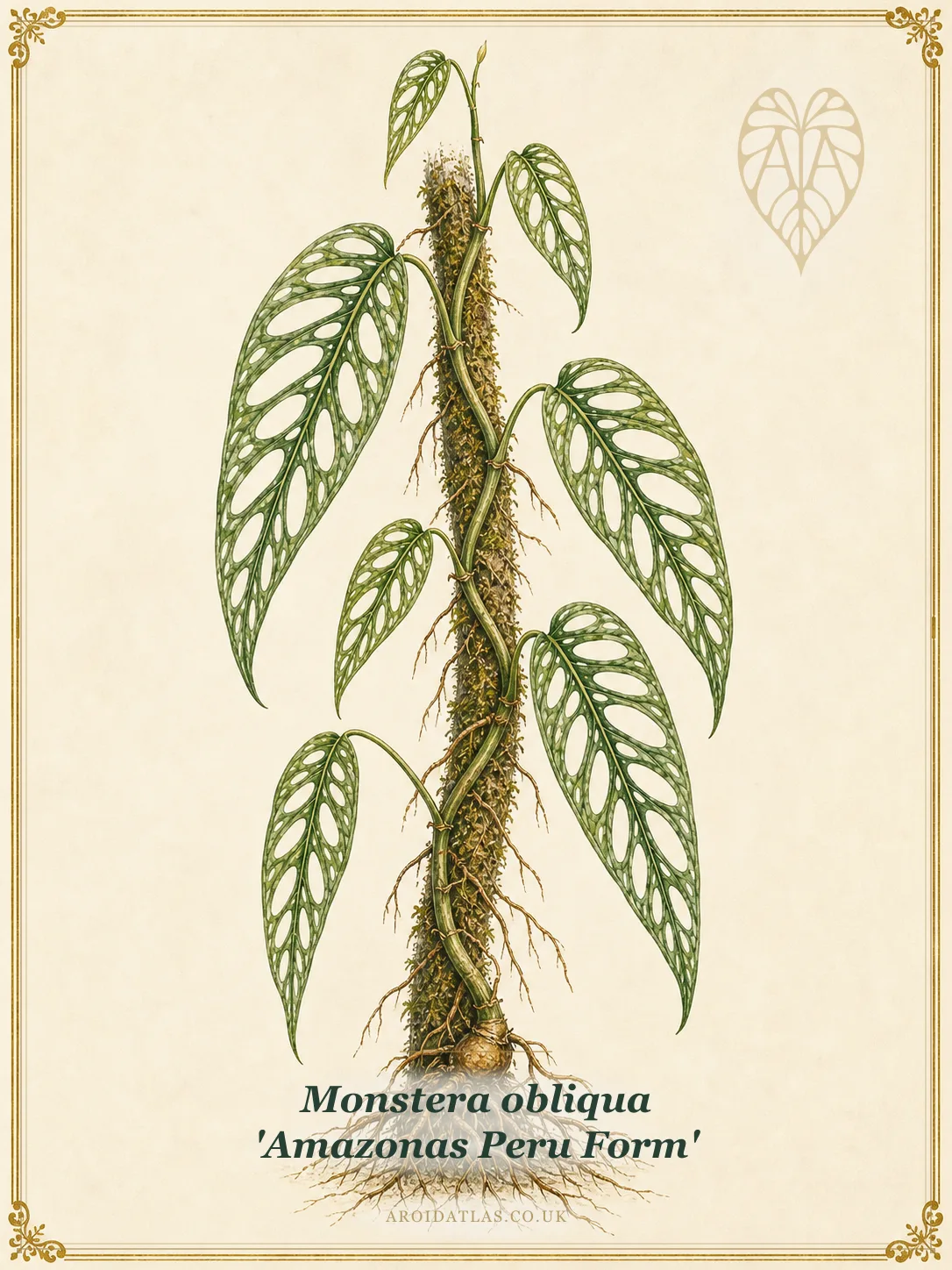 Monstera obliqua 'Amazonas Peru Form'