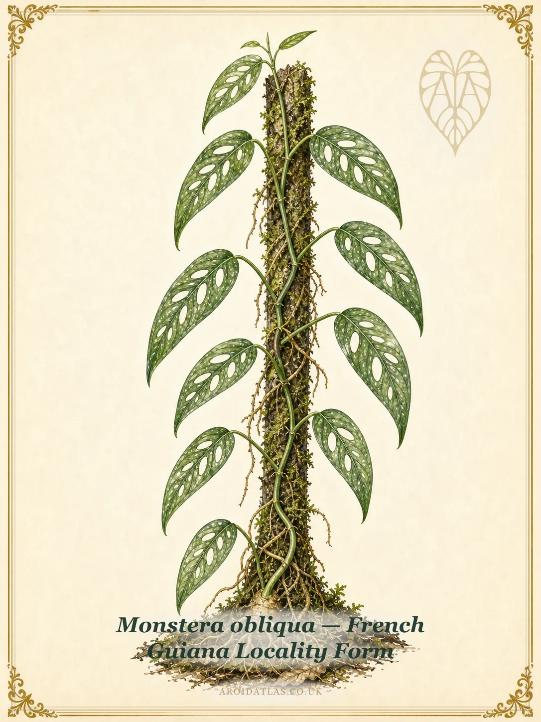 Monstera obliqua - French Guiana Locality Form