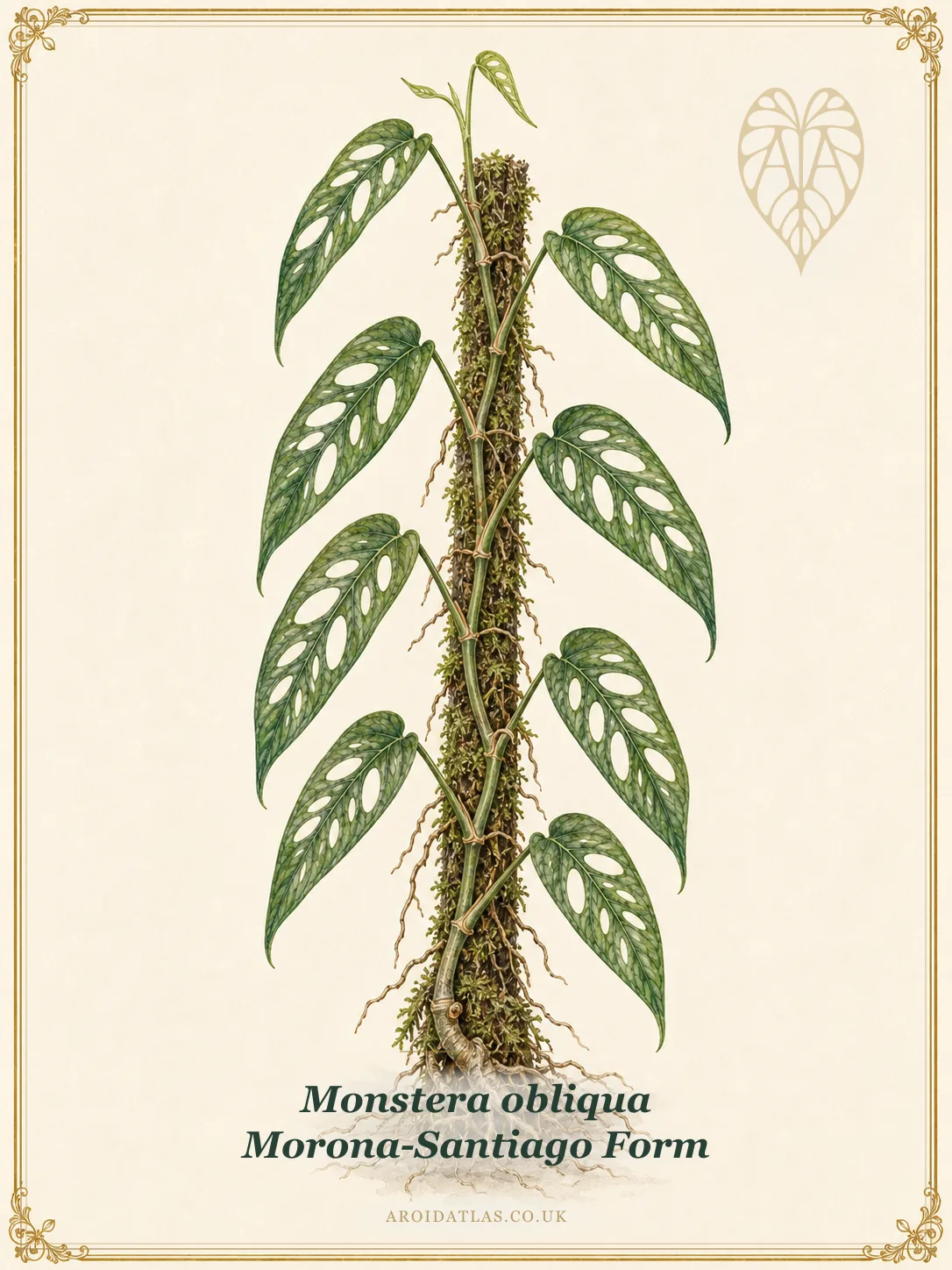 Monstera obliqua Morona-Santiago Form