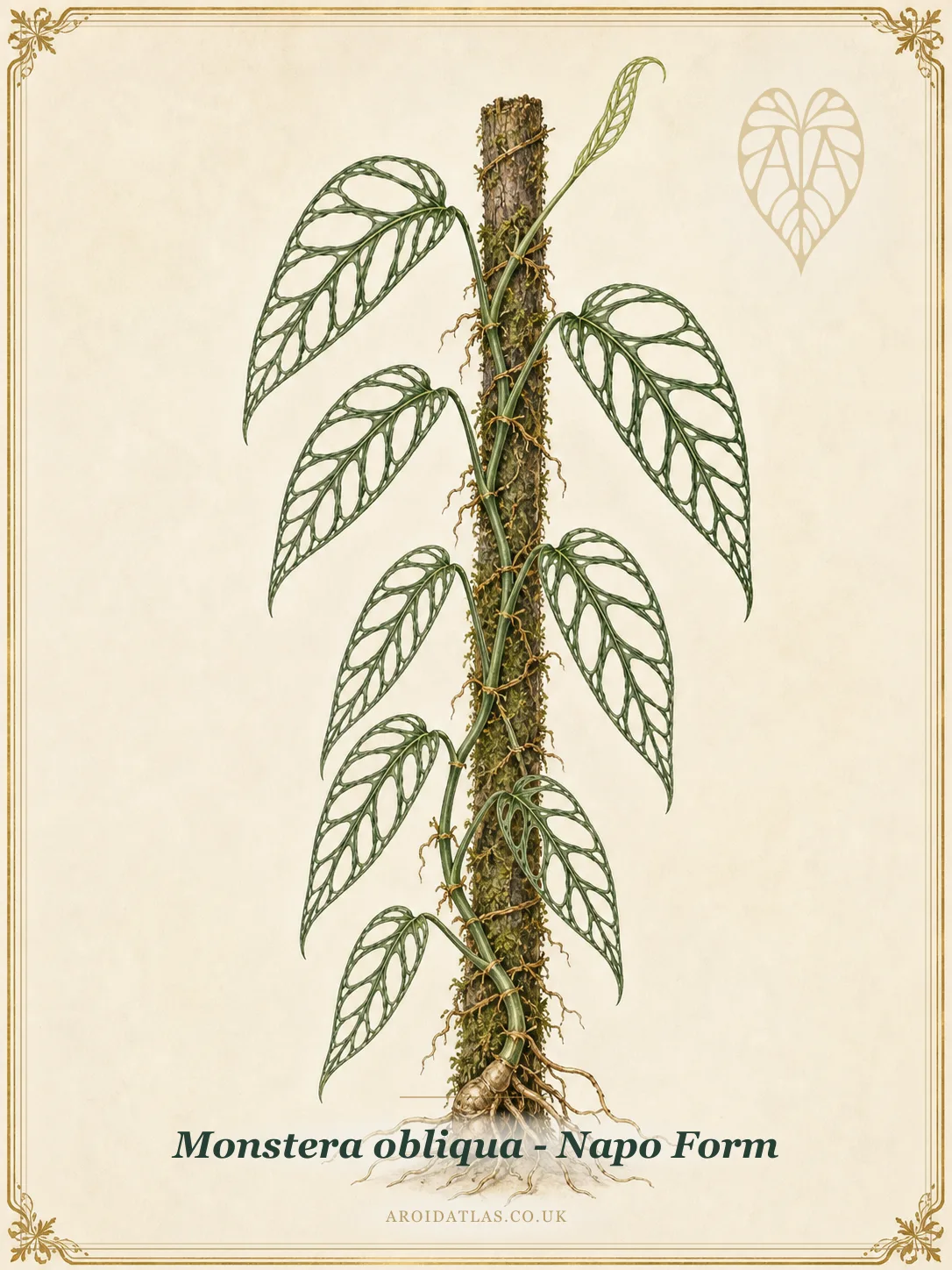 Monstera obliqua - Napo Form