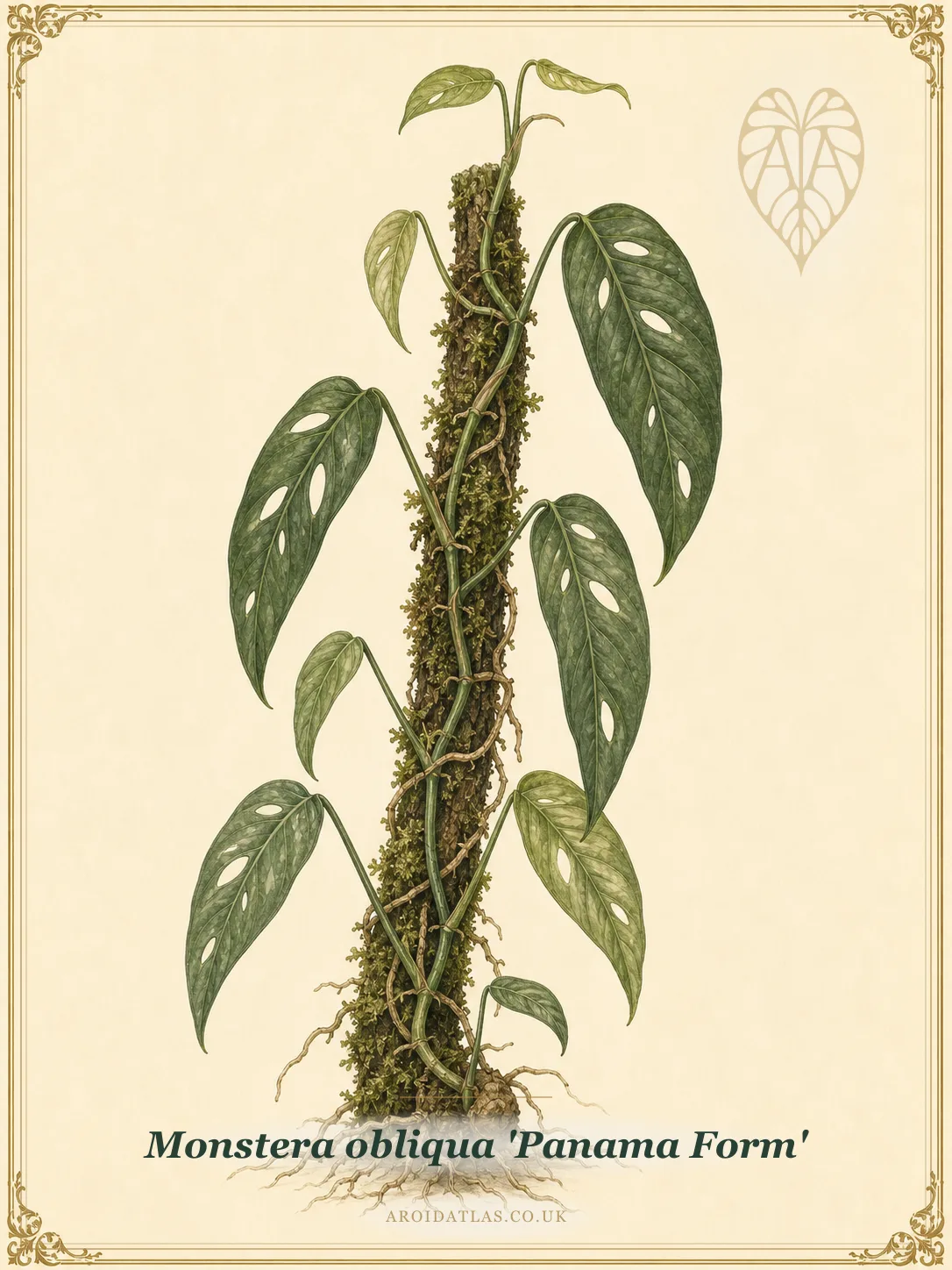 Monstera obliqua Panama Form