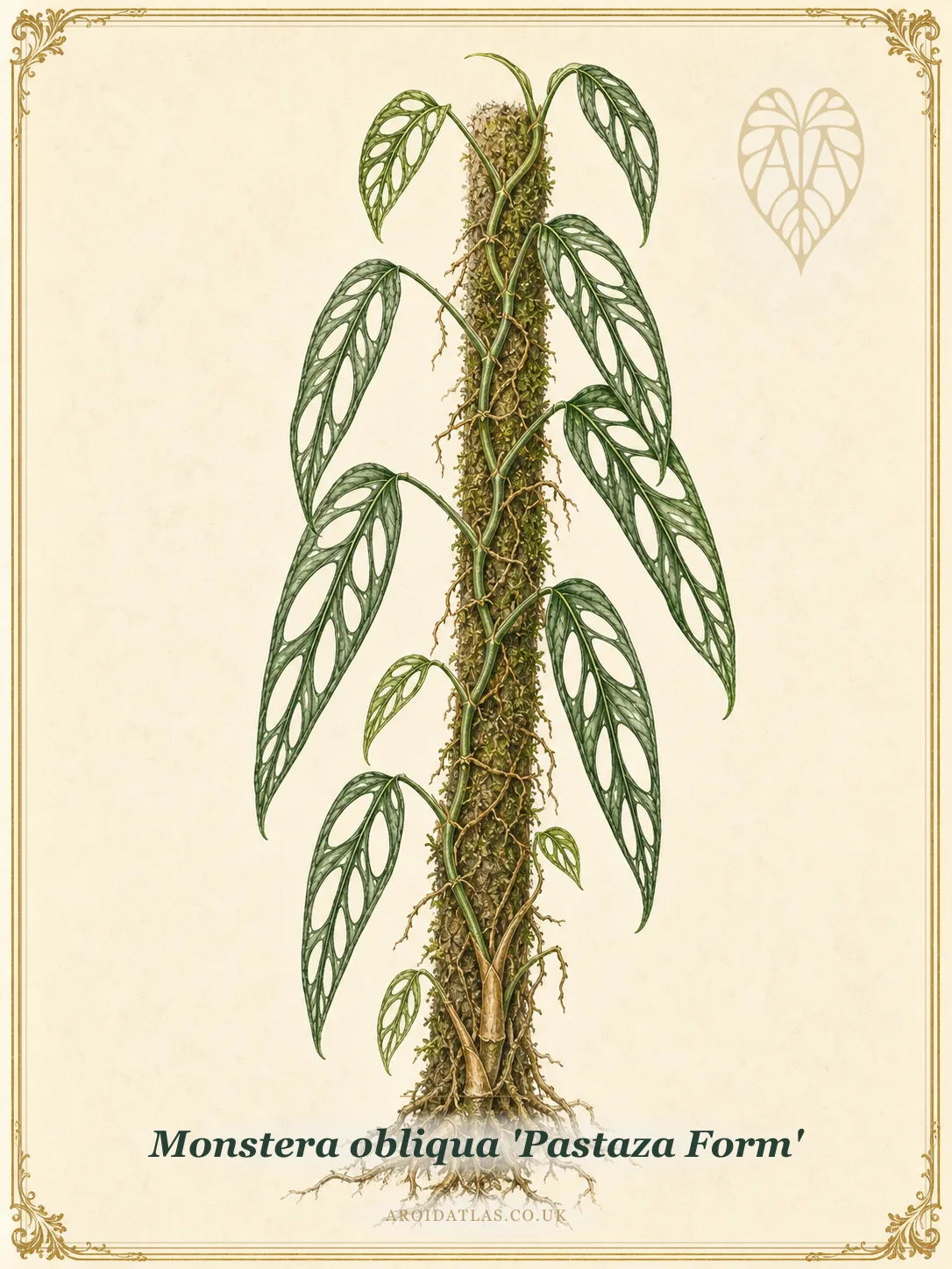 Botanical leaf study of Monstera obliqua 'Pastaza Form'