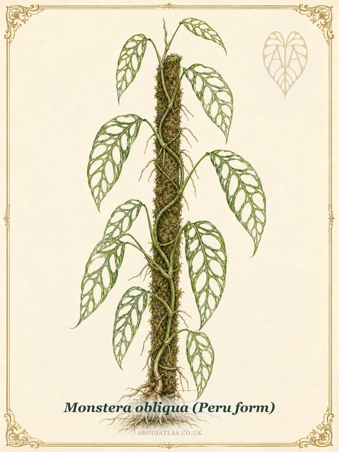 Monstera Obliqua Peru Form