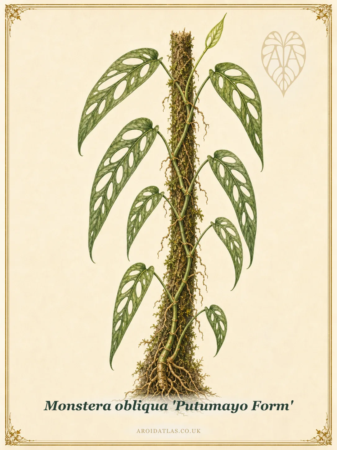 Botanical leaf study of Monstera obliqua 'Putumayo Form'