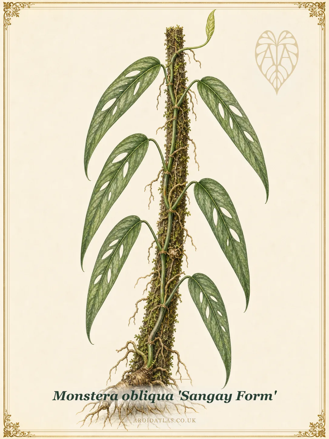 Sangay Form Monstera