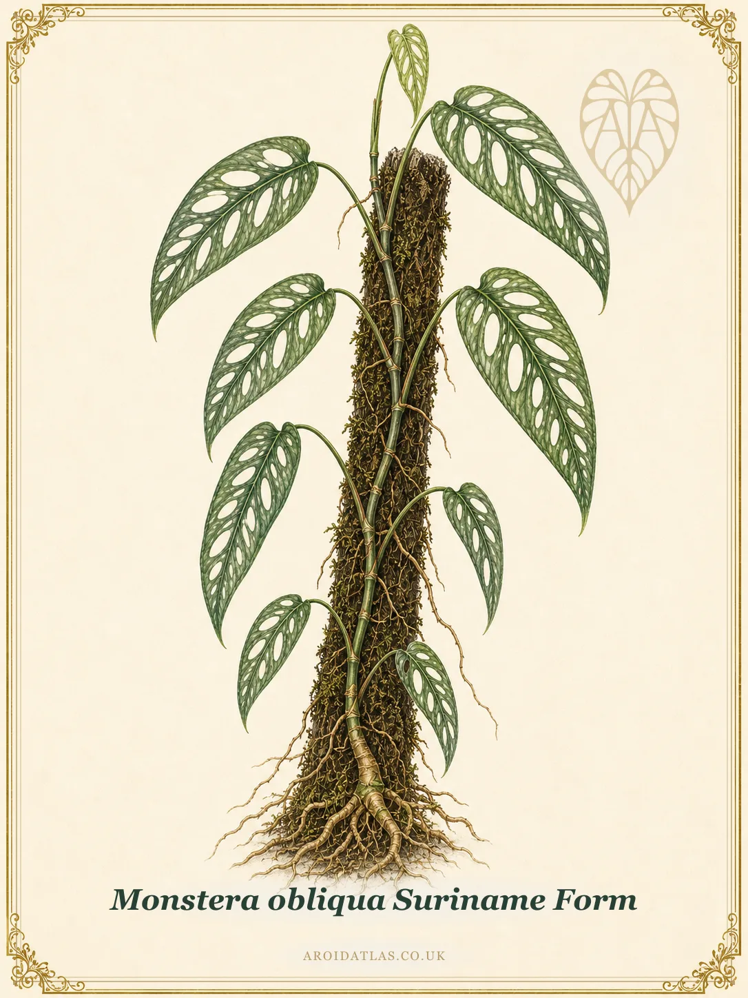 Suriname Form Obliqua