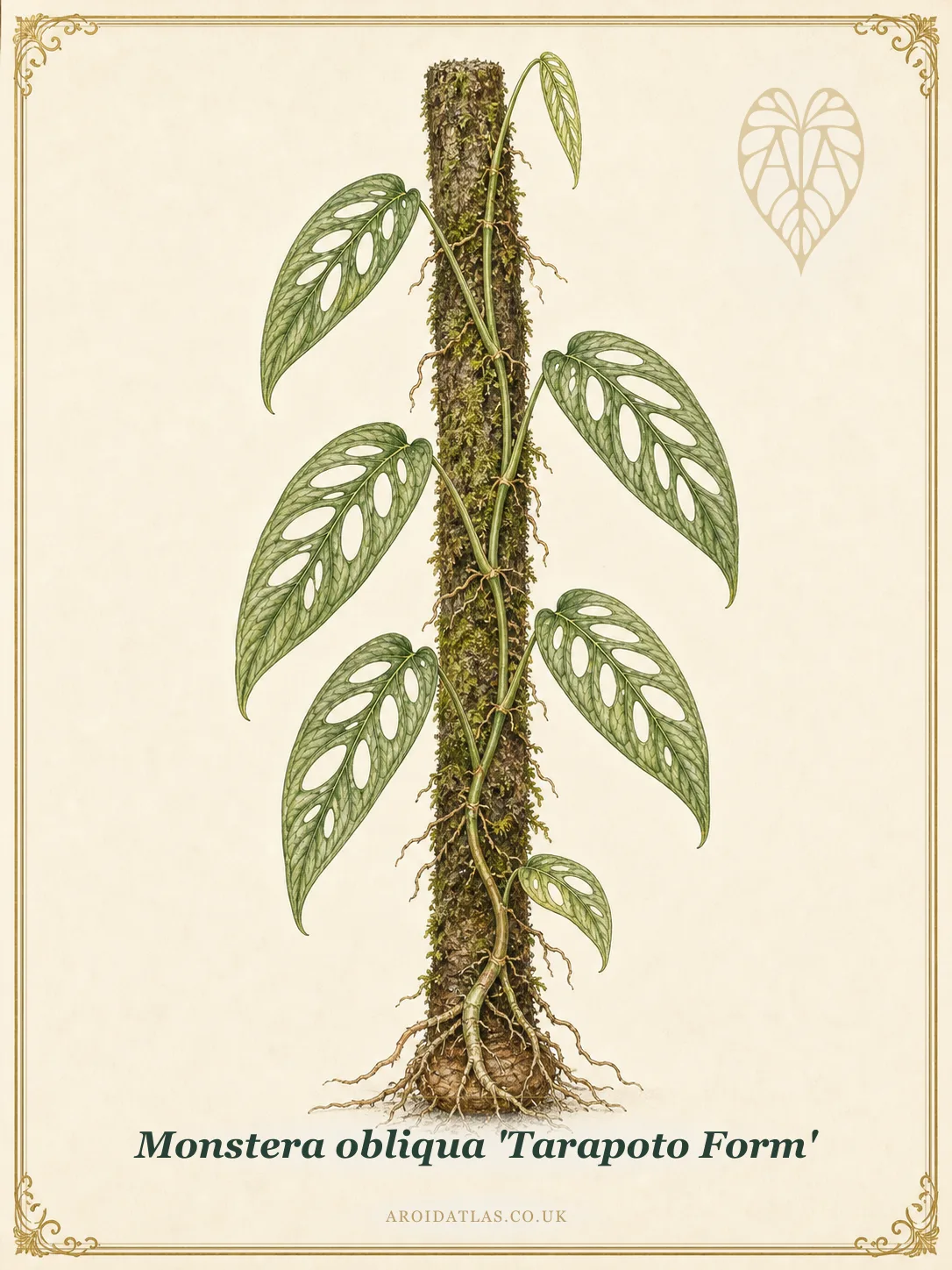 Botanical leaf study of Monstera obliqua 'Tarapoto Form'