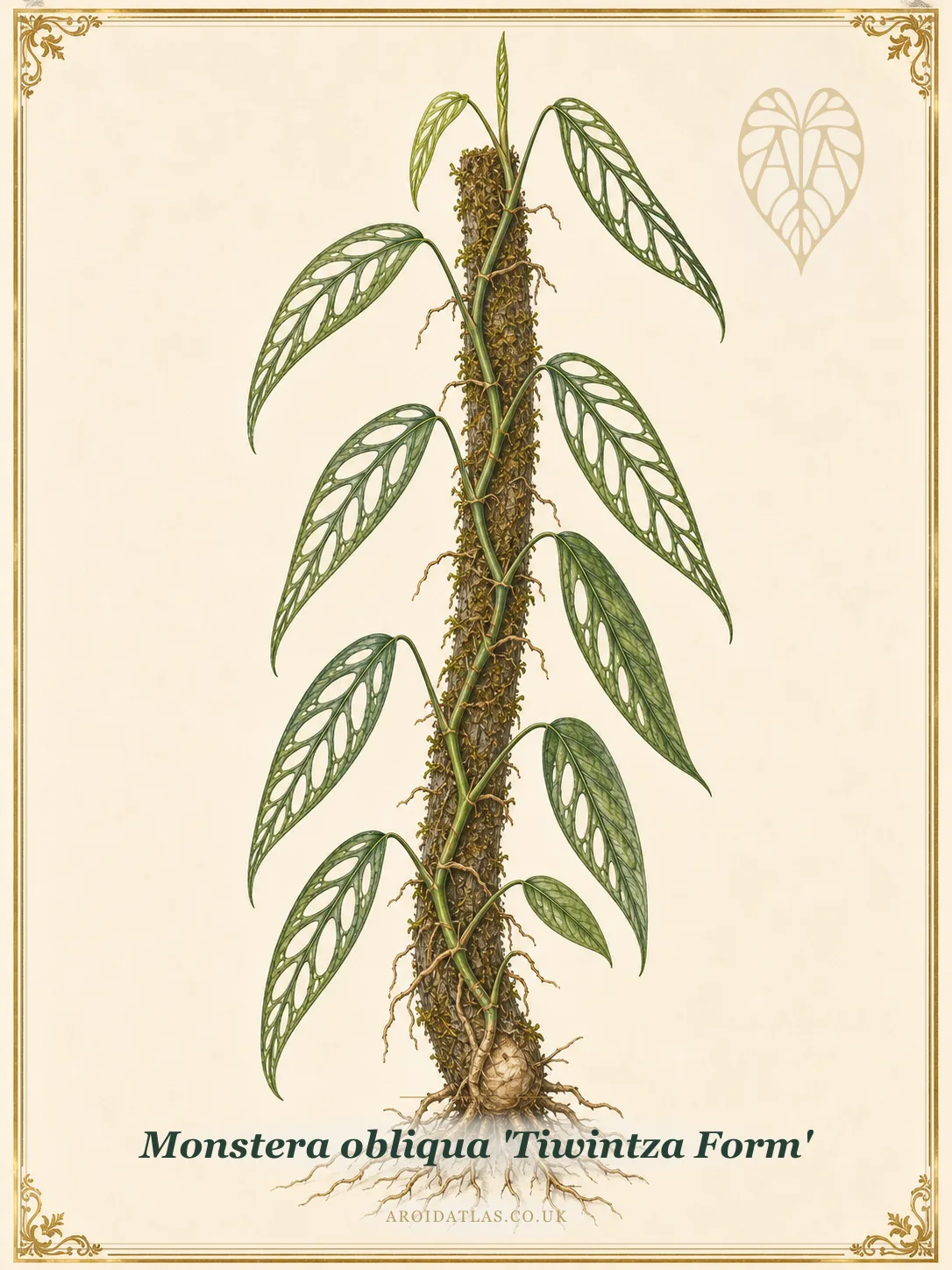 Botanical leaf study of Monstera obliqua 'Tiwintza Form'