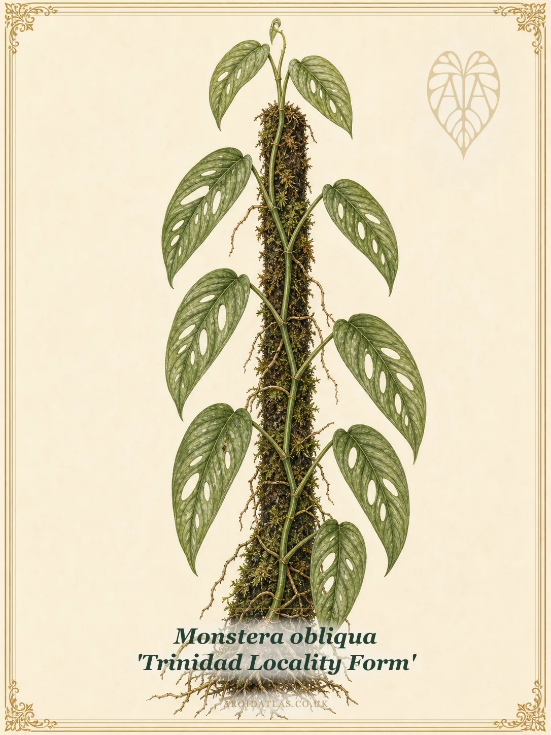 Botanical leaf study of Monstera obliqua 'Trinidad Locality Form'