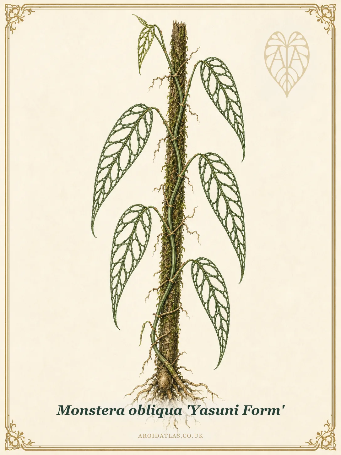 Botanical leaf study of Monstera obliqua 'Yasuni Form'