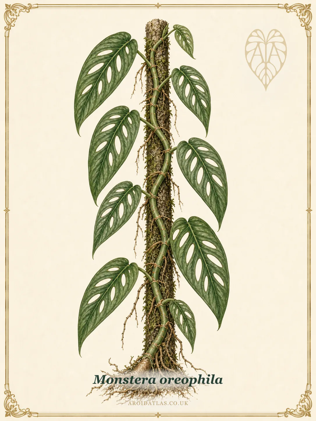 Monstera oreophila