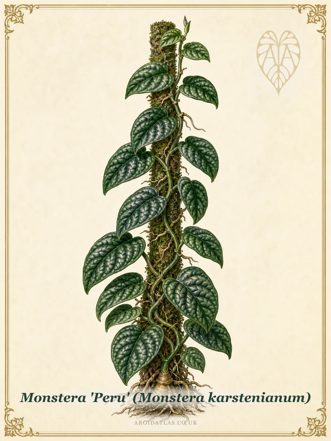 Monstera Peru