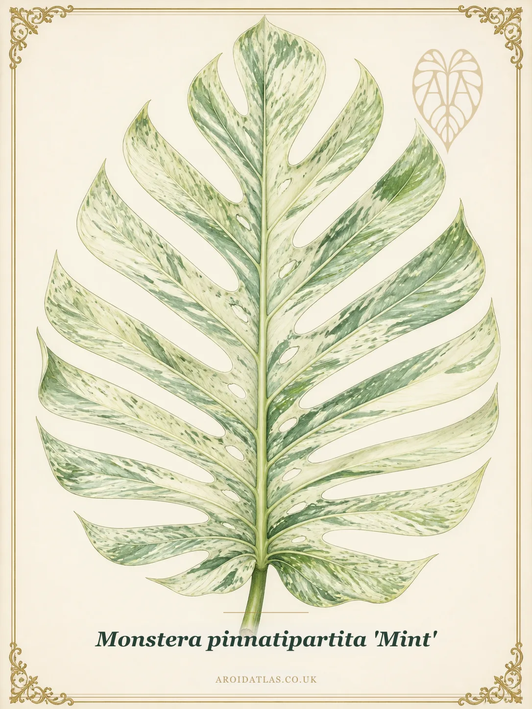 Mint Pinnatipartita