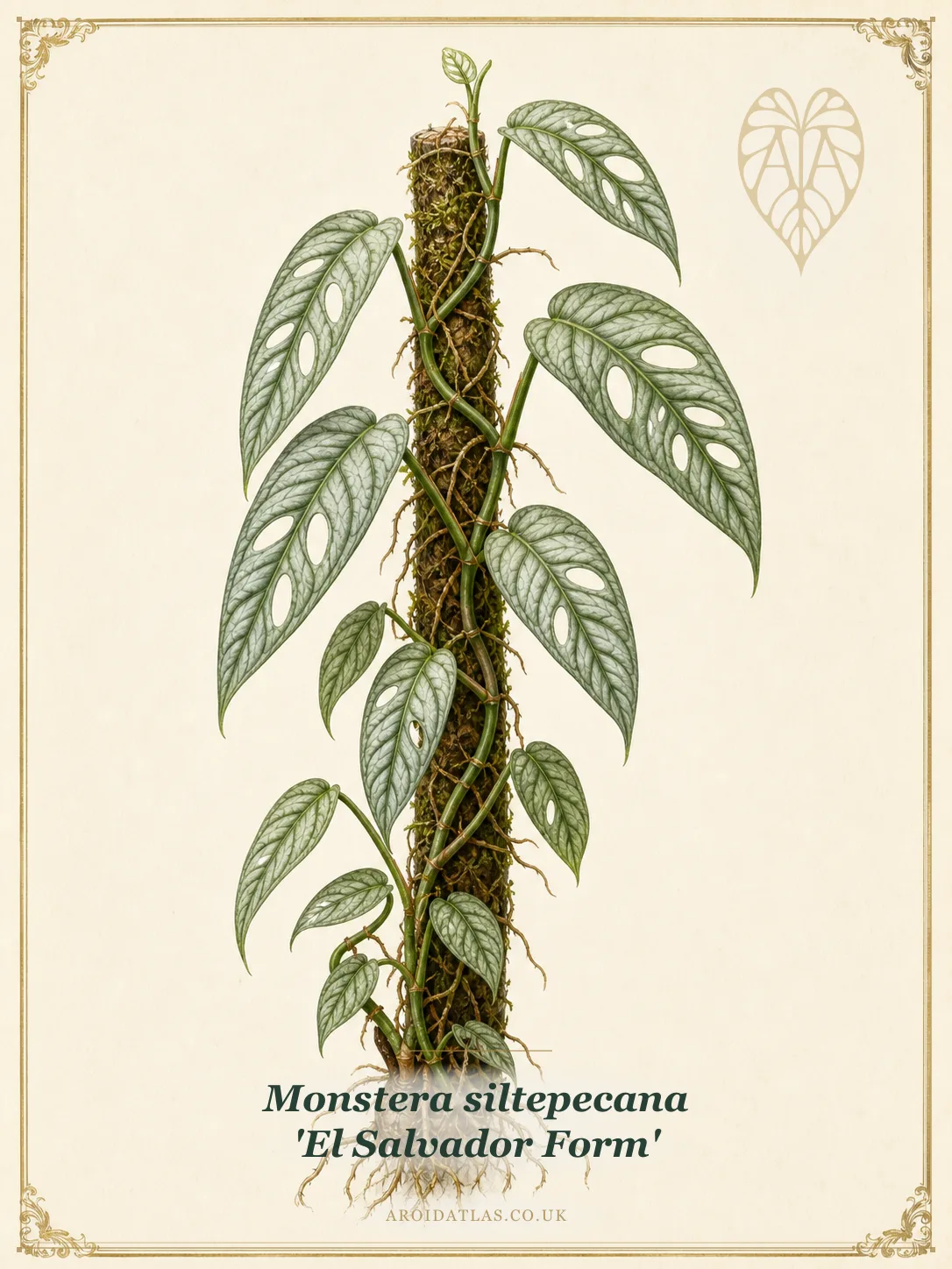 El Salvador Siltepecana Monstera