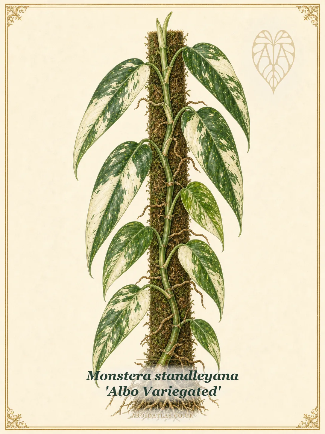 Five Holes Plant Variegated