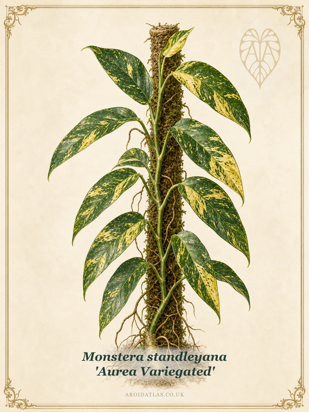 Aurea Variegated Standleyana