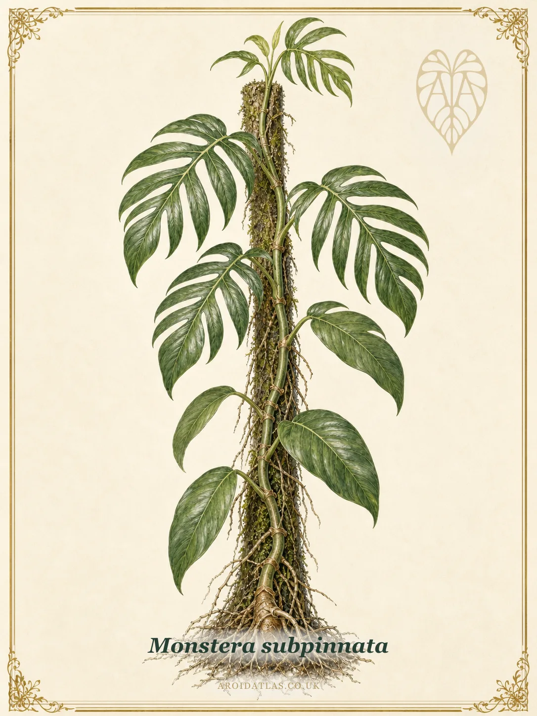Monstera subpinnata